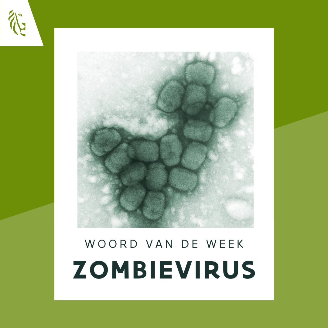 Ons #woordvandeweek is ‘zombievirus’. ‘Zombievirussen’ zijn virussen die vrijkomen bij het ontdooien van de permafrost door de opwarming van de aarde. Lees er meer over op vlaanderen.be/team-taaladvie….