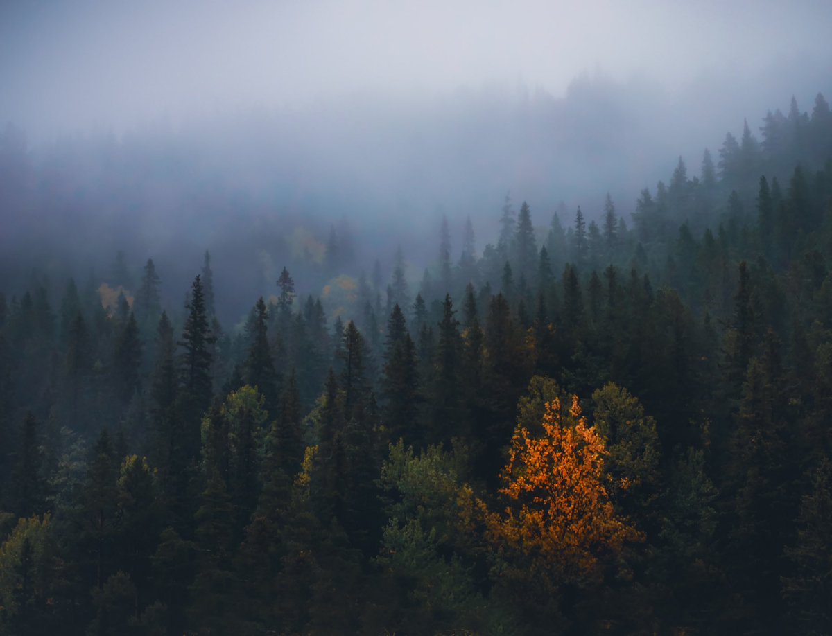 jAlex_'s tweet photo. An autumn scene that caught my eye 🍁🍂🍁💙
#autum #Norway #naturelover https://t.co/oqutpC7Yki