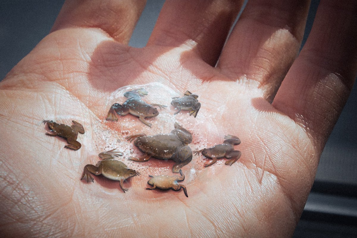 Valdevia_Art's tweet photo. Usually a parasite of caimans, the Spittletoad (Pipa Salivarius) occasionally affects humans.
Untreated water may carry the toad's eggs, which bind to the mucosa in the mouth and throat.
Tadpoles burrow inside the soft tissue until mature, then leave the host in search of water. https://t.co/nO9F2HVFJJ