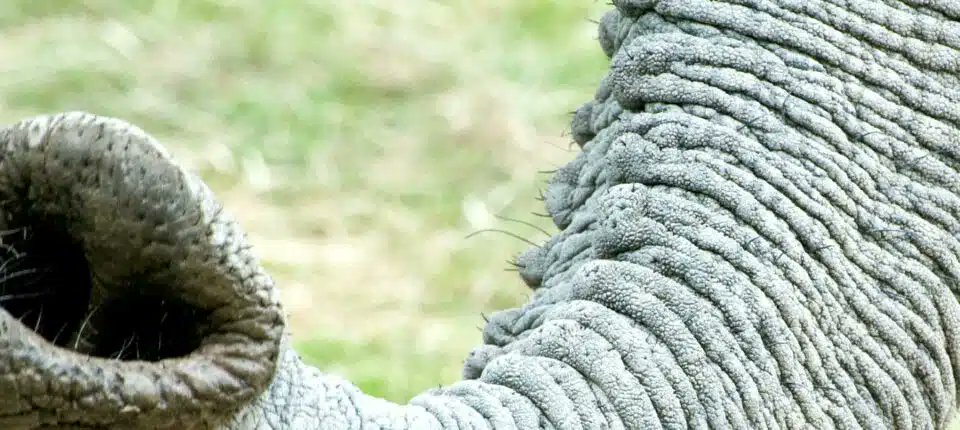 The elephants trunk is incredible, but did you know that elephants have whiskers? Find out more about these small hairs and why they are so important. southernthailandelephants.org/an-elephants-w… #ElephantFacts #animalfacts #elephants #elephanttrunk #DidYouKnow #funfacts #monday #mondaymood