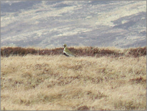 NeoEnviron's tweet photo. They are also required to establish whether qualifying bird species from nearby Special Protection Areas (SPA's) are using lands proposed for development as a migratory/Wintering site. https://t.co/2ENIWWKsuw