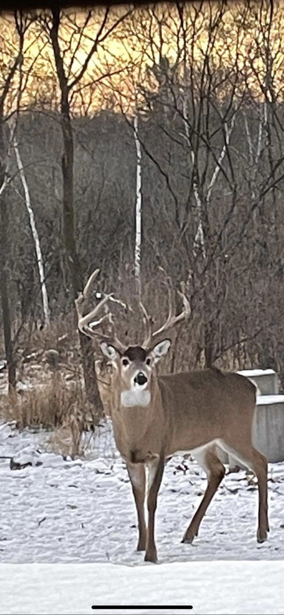 Big buck time in the back yard! #whitetails