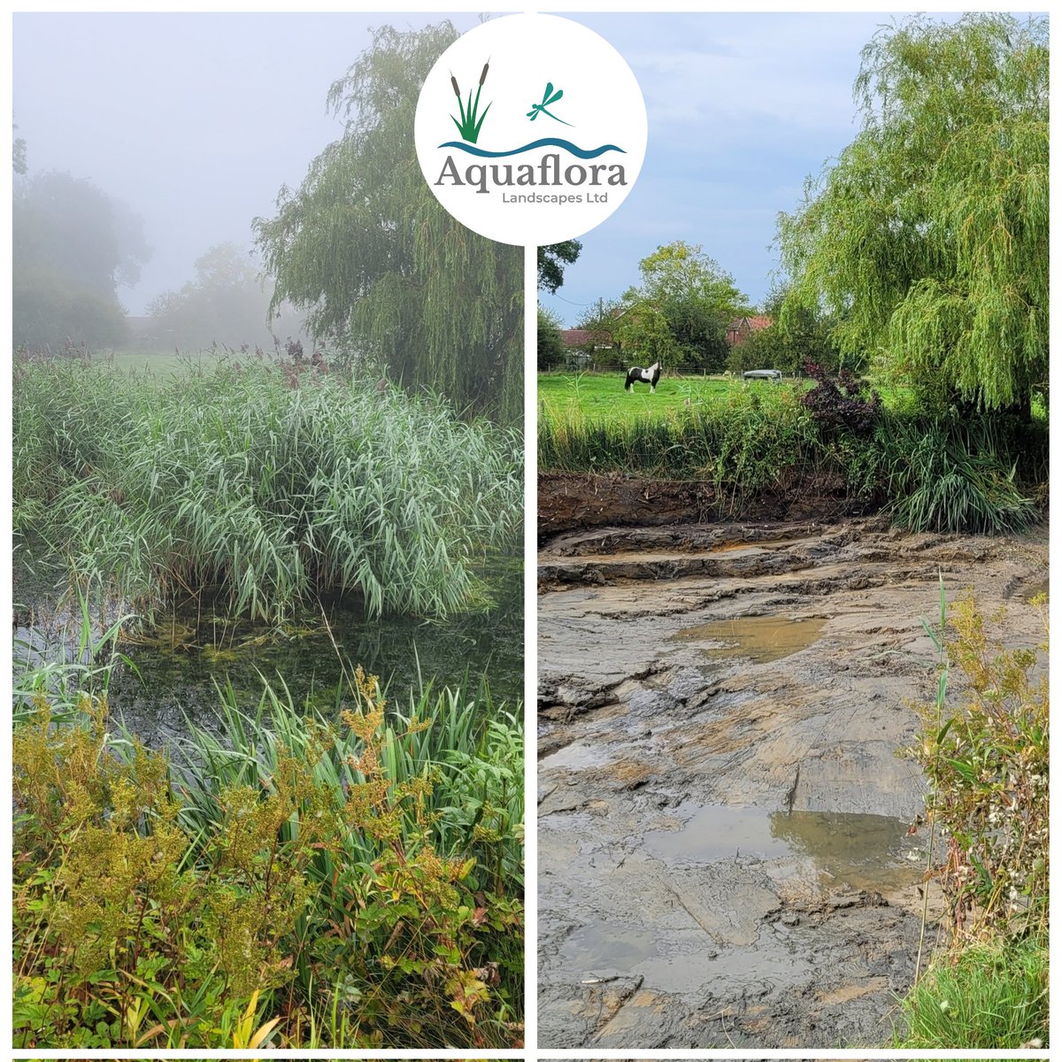 AFLandscapes's tweet image. Large farm pond maintenance. This pond in West Wiltshire, UK, was overgrown and hadn't been cleared for some time.
We drained the pond, cleared the silt and debris, and adjusted the profile to reduce future plant encroachment.
#pondmaintenance
#pondmanagement
#pondprofessionals