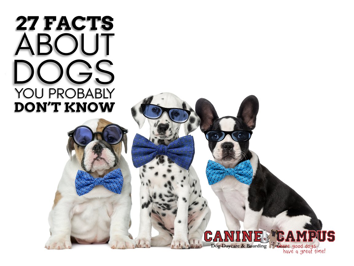 CanineCampusCO's tweet image. Discover the fascinating world of our furry friends! 🐶 Our latest blog post is packed with surprising tidbits about man's best friend. #DogFacts #PawsomeDogTrivia #UnderstandingDogs caninecampus.us/27-facts-about…