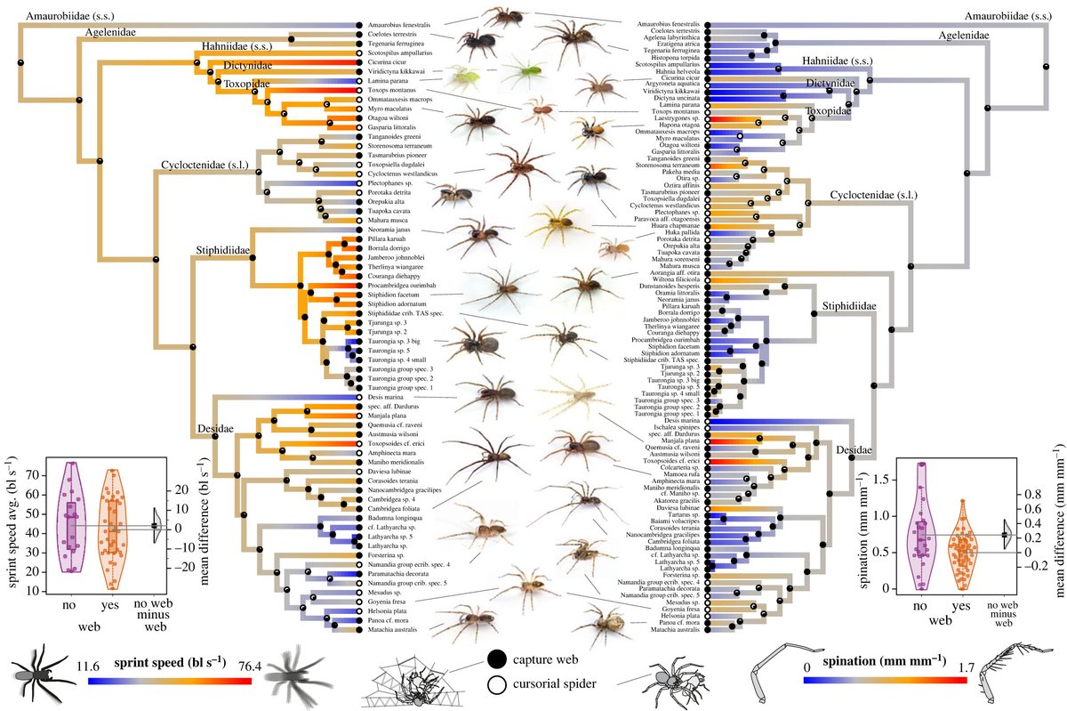 Dynamic #evolution of #locomotor performance independent of changes in extended phenotype use in #spiders #ProcB ow.ly/HATQ50Q202a @KajaWierucka @StickmanBraxton @sderkarabetian @jonas_o_wolff