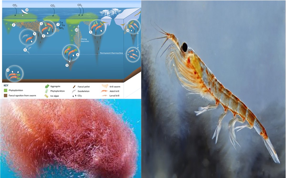 Exciting computational <a href="/SSCP_DTP/">SSCP DTP</a> #PhD opportunity to explore how Southern Ocean carbon sequestration by Antarctic #krill may be impacted by #fishing and #climatechange.

Proposal:
imperial.ac.uk/media/imperial…

Info:
imperial.ac.uk/grantham/educa…

Deadline: 8th Jan