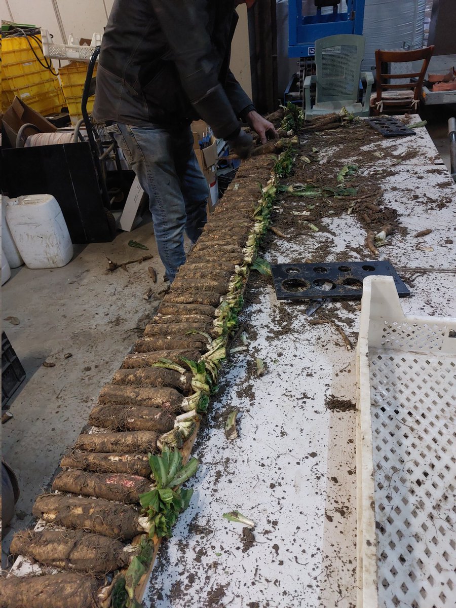 Delphy Akkerbouw Onderzoek (@delphyonderzoek) on Twitter photo Witlofproef sorteren. Onderzoek naar nieuwe herbiciden in deze teelt. Witlofproef sorteren. Onderzoek naar nieuwe herbiciden in deze teelt.