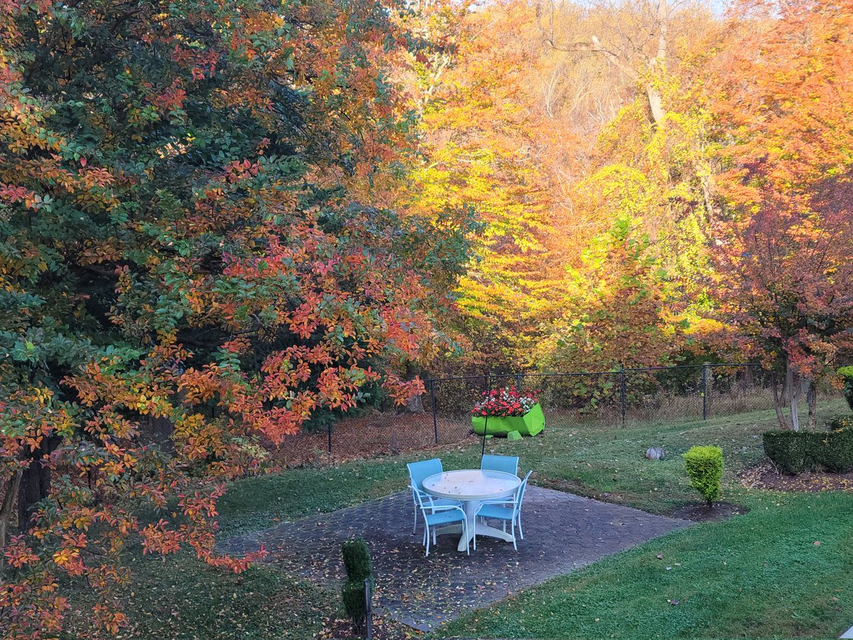 Our trees, putting on a spectacular show for fall! #autumnleaves