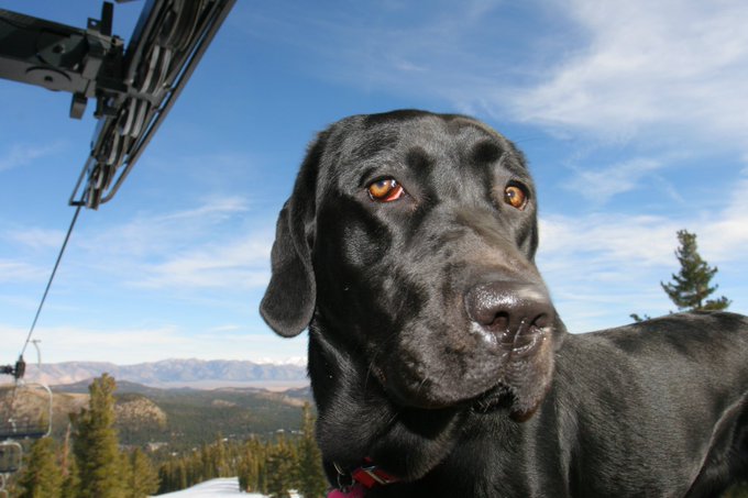 Lacey as a wippersnapper ❤️ #laceygirl #blacklab #bestfriend https://t.co/EkQRKU4K1g<a href="/tag/laceygirl"class="tags">#laceygirl</a><a href="/tag/blacklab"class="tags">#blacklab</a><a href="/tag/bestfriend"class="tags"><span>#bestfriend</span></a>