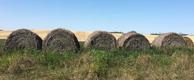 Manitoba Agriculture tweet media