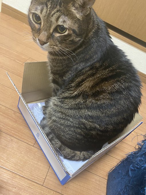 入りたい、、、入りきらない、、、溢れてる笑 https://t.co/EaHMyur3mq