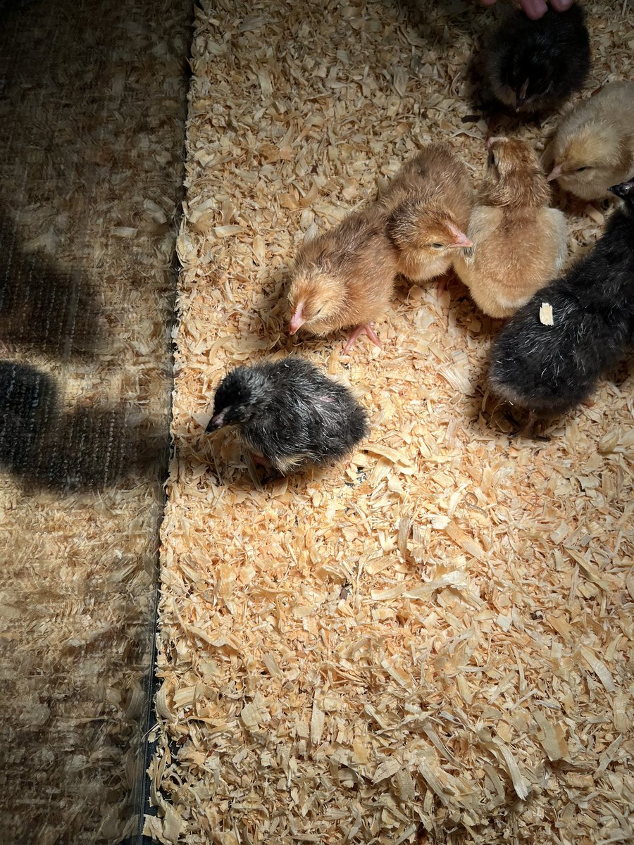 ms_bmace's tweet photo. The chicks have arrived! I repeat the chicks have arrived!!! 😍😍😀😀@CFISDAndre @nanzdelgado @CyFairISD @CLozanoCFISD @Ms_NFoust @mrsnewcfisd https://t.co/wDb3XoZn4z