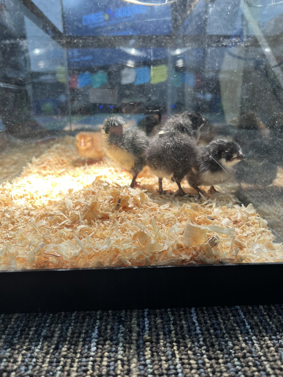 ms_bmace's tweet photo. The chicks have arrived! I repeat the chicks have arrived!!! 😍😍😀😀@CFISDAndre @nanzdelgado @CyFairISD @CLozanoCFISD @Ms_NFoust @mrsnewcfisd https://t.co/wDb3XoZn4z