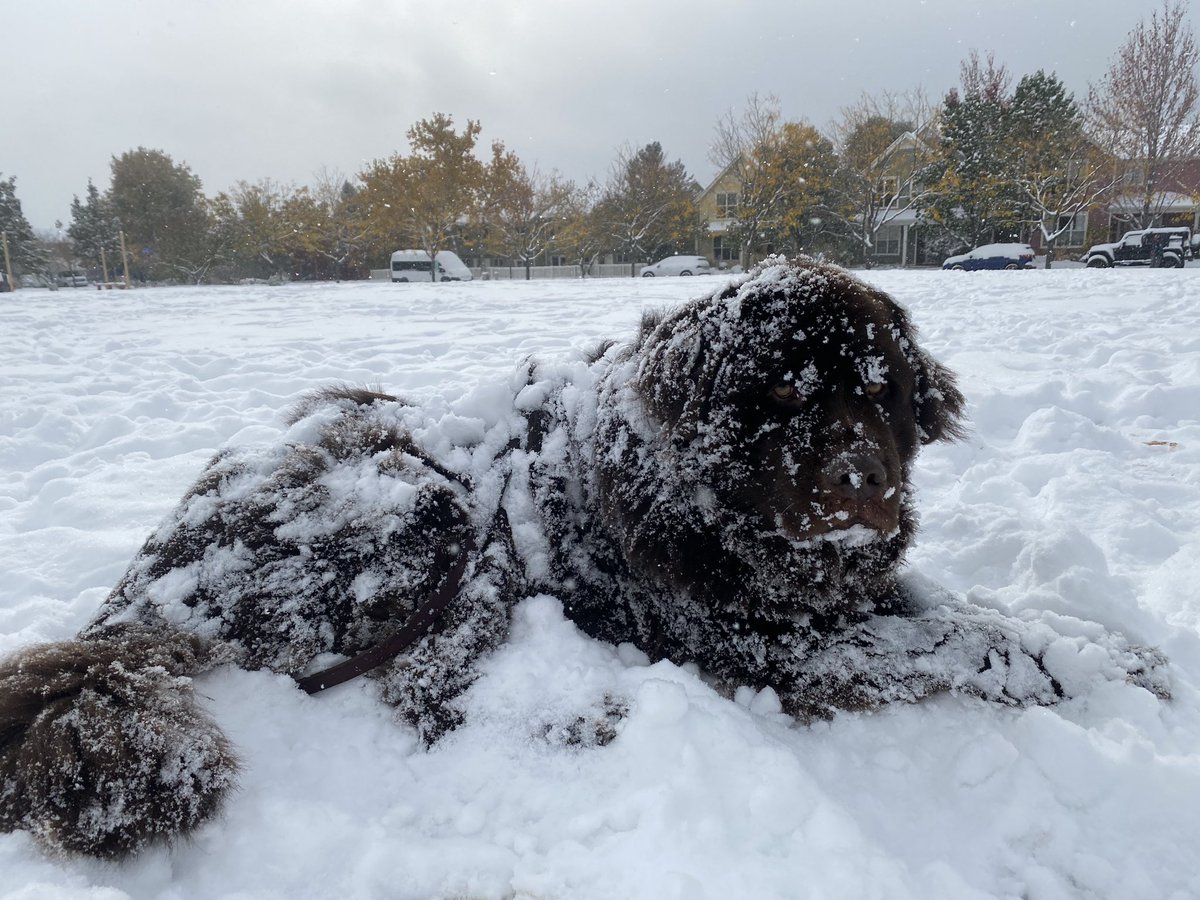 PINPOINT WX:   Newfie heaven.   Cold and snow! 
Details #KDVR #KWGN