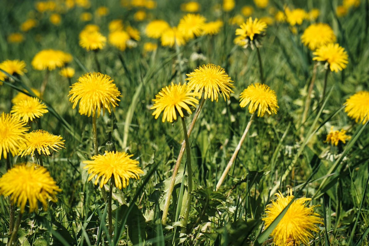Cultivating Versatility: The Ideal Dandelion Extractor and Its Many Applications tinyurl.com/3ywep9n9 Good Monday #MondayMotivation #MondayMood #Mondayvibes #gardening #battlingweed #lawncare #blogger #dandelion #yellowflower #garden #lawn #lawnmaintenance #pestcontrol