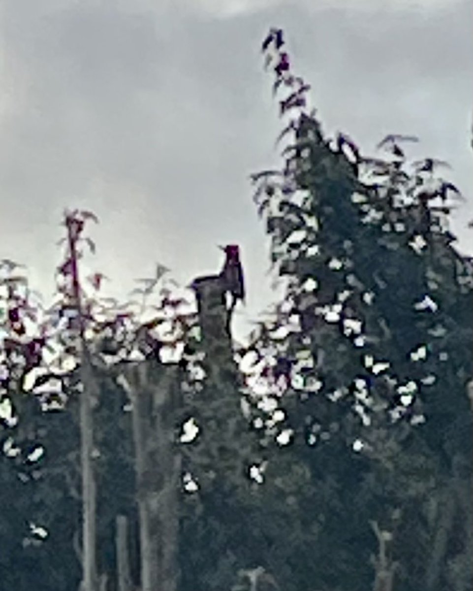#Twitter Whilst up to my eyes in FEG Accredited Trainer  Portfolio work, I was procrastinating a couple of days ago as deadline imminent (as you do…), and spent precious time sorting my bird feeders.  Today a gorgeous woodpecker was surveying the garden.  Result! #eryri #wales