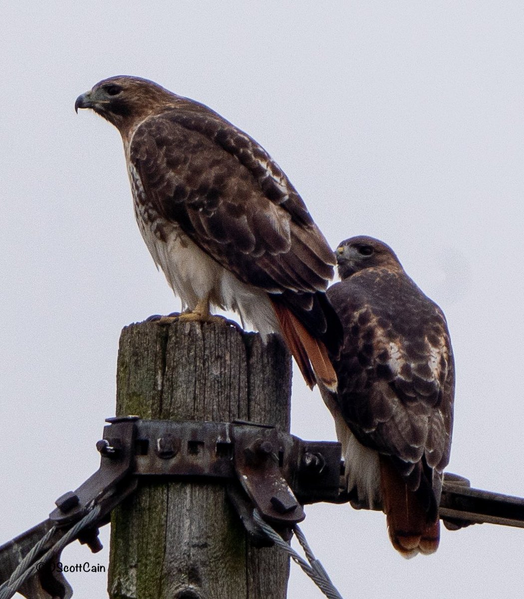 Pair of red-tailed hawks perched in the backyard. #redtailedhawk #hawks #redtailhawk #yorkcountypa #wildlifephotography #wildlifemagazine #sonyphotography #photograghy #birds #backyardbirding #audubonhawkwatch #BirdsOfTwitter #birdwatching #hawksofinstagram #outdoors