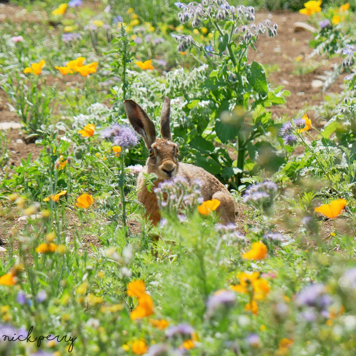 Almost forgot about #MammalMonday here's a brown hare in a flower field🏴󠁧󠁢󠁷󠁬󠁳󠁿