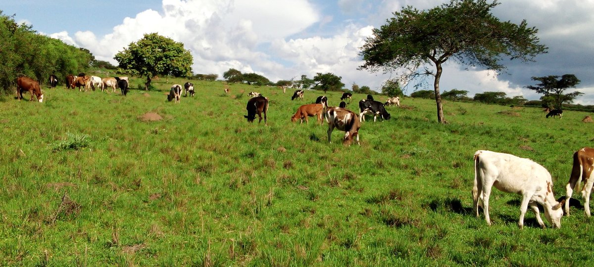 Dukorerimana Yeremia (@yeremiaye1) on Twitter photo 