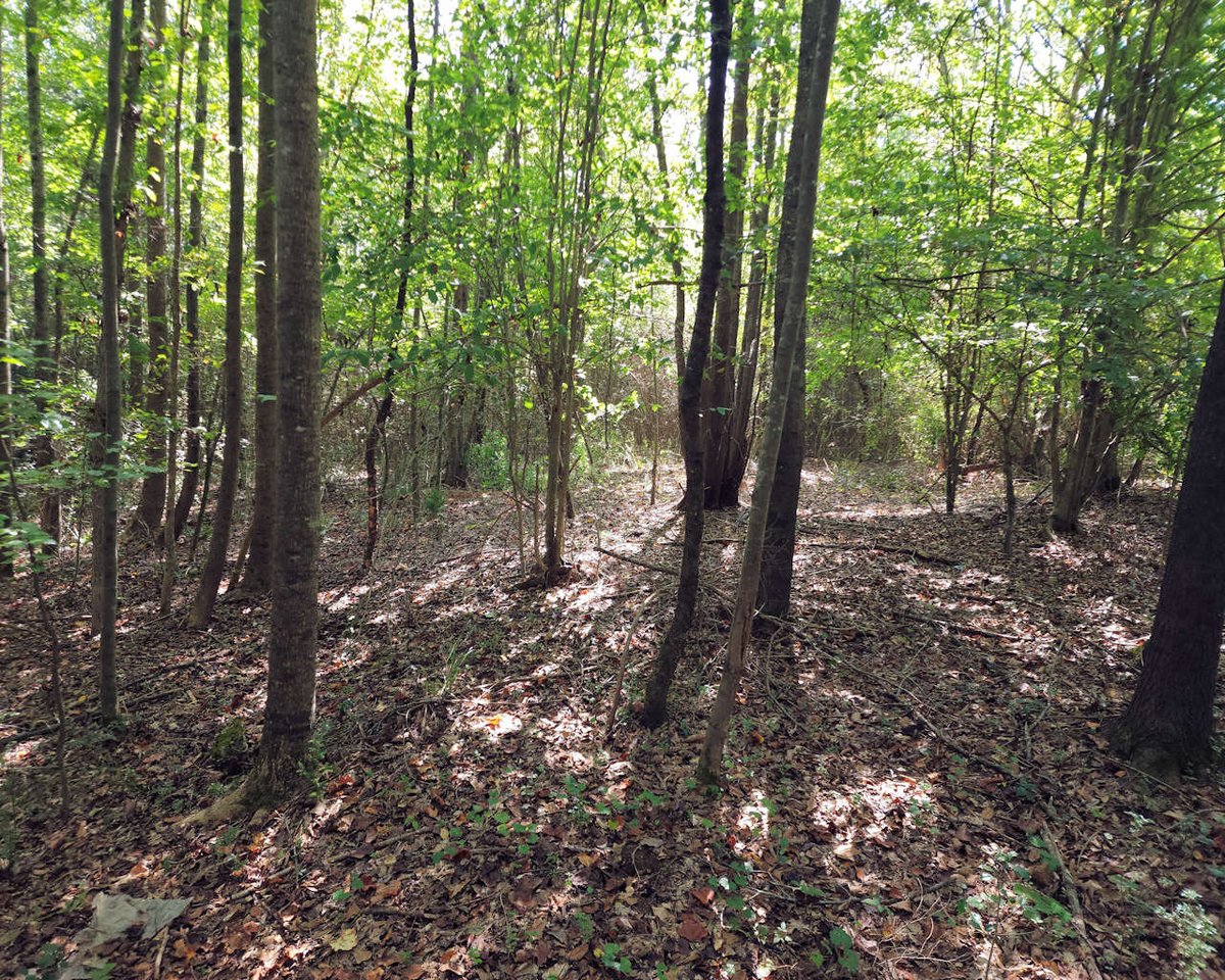 NEW LISTING - 11.13 acres on Rector Road in Belton, SC.  Heavily wooded, level to rolling topography, and no restrictions.  Nice opportunity for those looking for rural living only minutes from downtown Belton and 30 minutes to Anderson &amp; Greenville downtowns.  $15,000/ac.