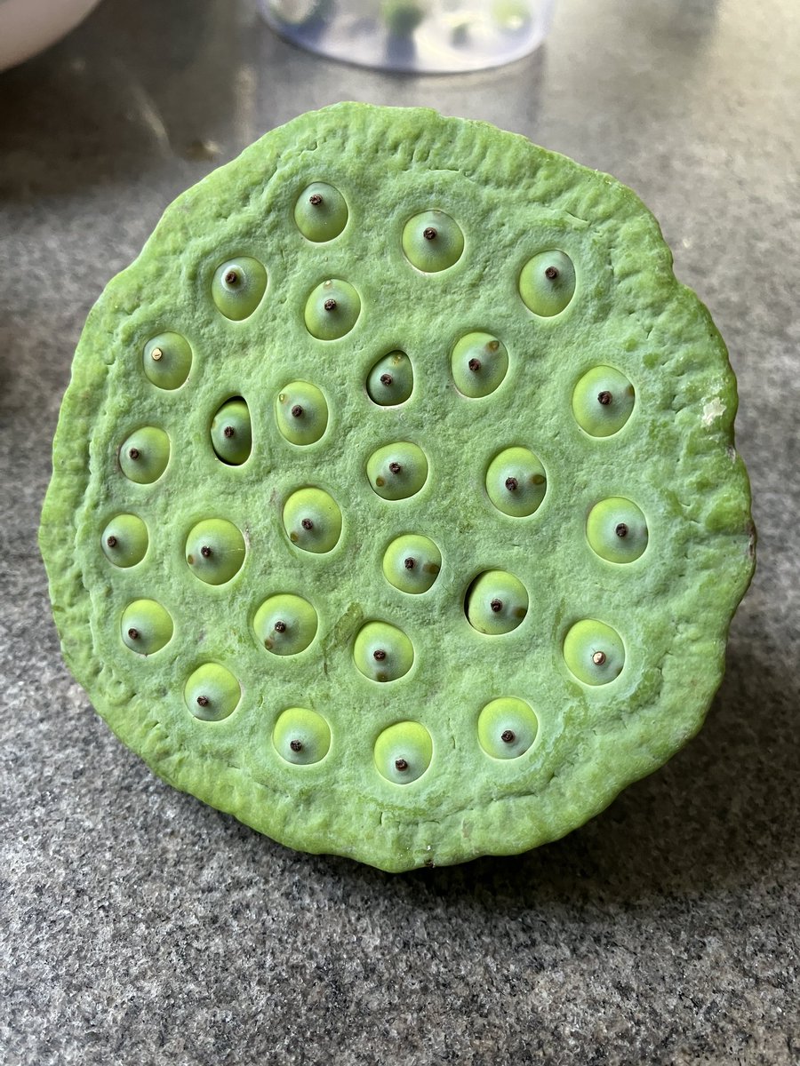 septemradiatus's tweet photo. 食堂のおばちゃんに蓮の実貰った。
ムリっと割って中の実を食べるらしい。
実の中の緑のやつは苦いから出せと言われた。
生ではあんまり美味しくなかった😅
ググったら塩茹でしたら美味らしいからお持ち帰り😊
#ベトナム生活
#蓮の実
#ベトナムグルメ https://t.co/PJBSFk8KkB
