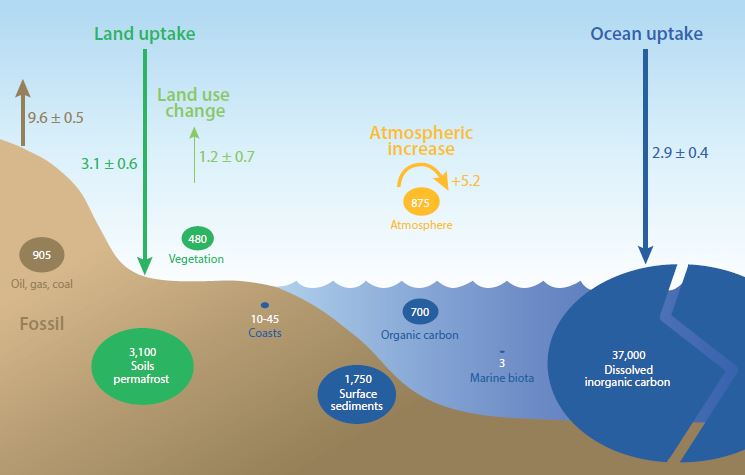 The Ocean is vitally important in #climatechange mitigation taking up ~25% of all CO2 emissions each year, but this uptake will diminish with more greenhouse gas emissions. Find out more in our #BlueCarbon policy brief: marineboard.eu/publications/b…