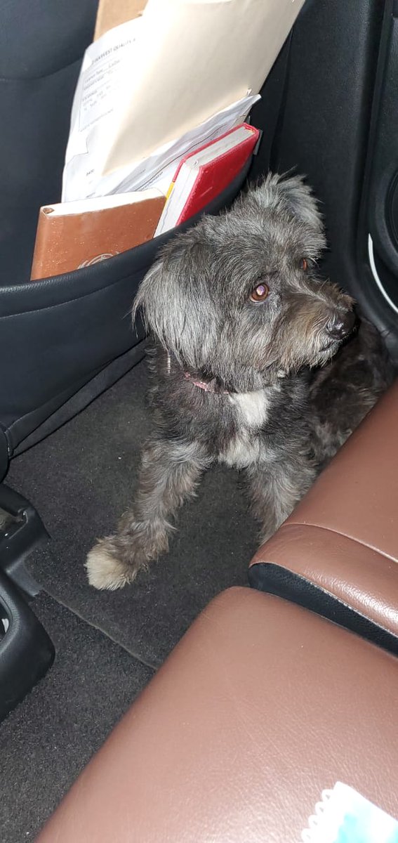 Febewebeness's tweet photo. Found this dog on Old Hope Road in the vicinity of the Mountain View intersection. He kept running out into the road so I couldn't leave him. If he is yours please reach out. https://t.co/R609DtExxR