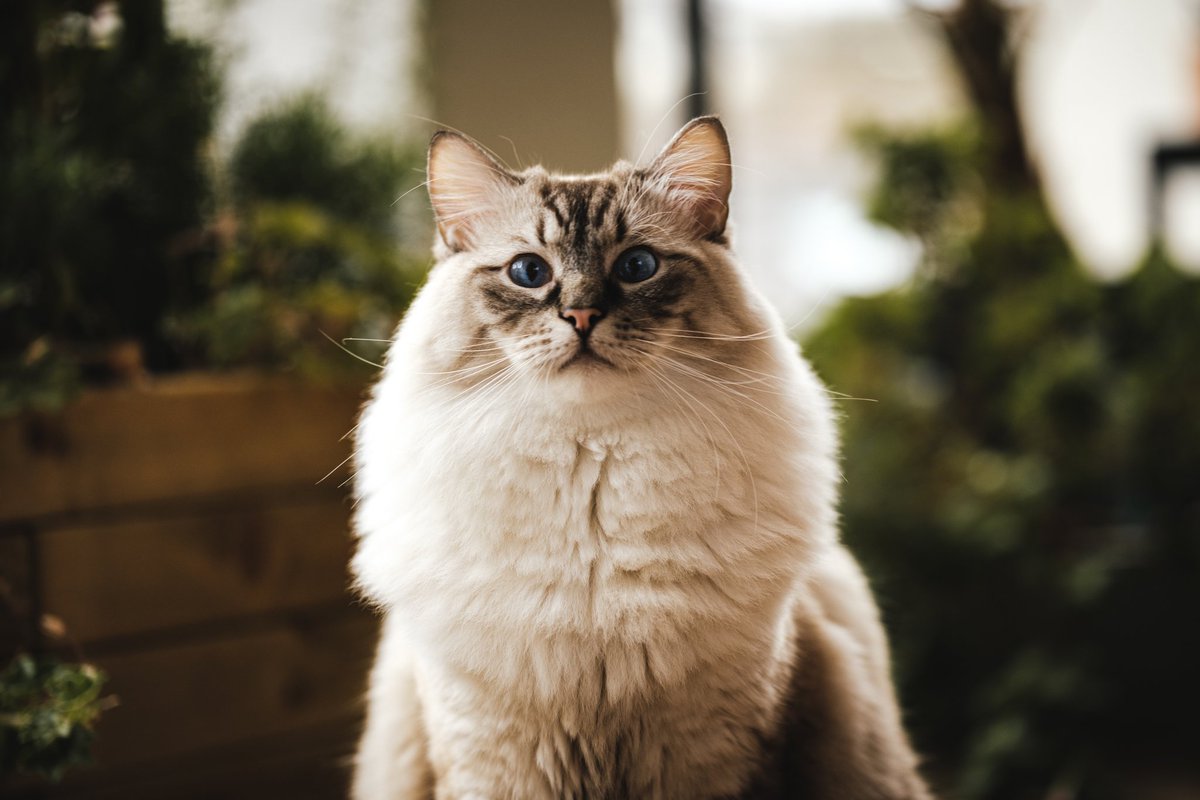 Mattouts's tweet photo. C'était les deux ans de mon bébé chats le 28 octobre, il a bien grandi le boug 🐱 https://t.co/qg6iAY8gD5