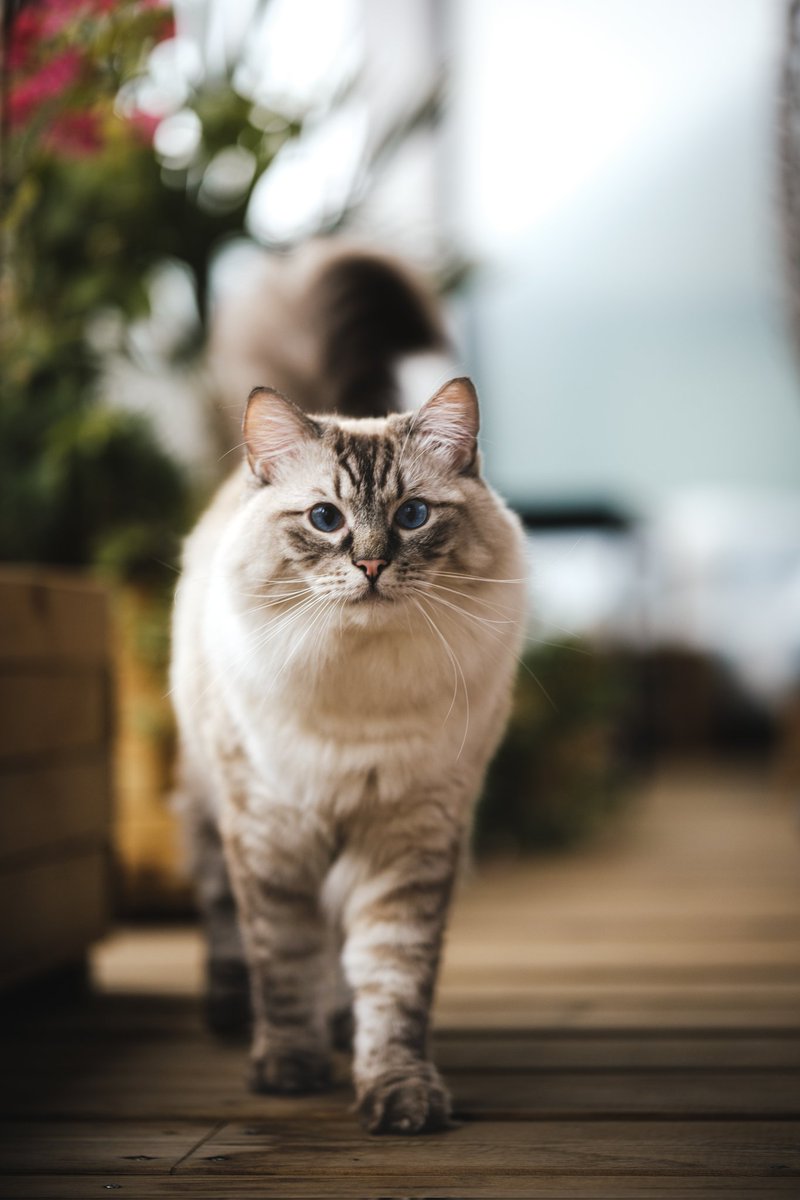 Mattouts's tweet photo. C'était les deux ans de mon bébé chats le 28 octobre, il a bien grandi le boug 🐱 https://t.co/qg6iAY8gD5
