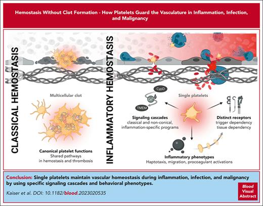 Hemostasis without clot formation: how platelets guard the vasculature in inflammation, infection, and malignancy
loom.ly/zfN_kq0 #reviewarticle #phagocytesgranulocytesandmyelopoiesis #plateletsandthrombopoiesis #thrombosisandhemostasis #vascularbiology
