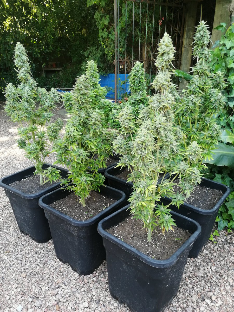 Desde #Uruguay nos llegan estos bellezones de Magnum de #BuddhaSeeds ¿En qué país la has cultivado tú? 🤪
#Halloween #cannabiscommunity #cannabisculture #weedlovers #weedlife #weedsmokers