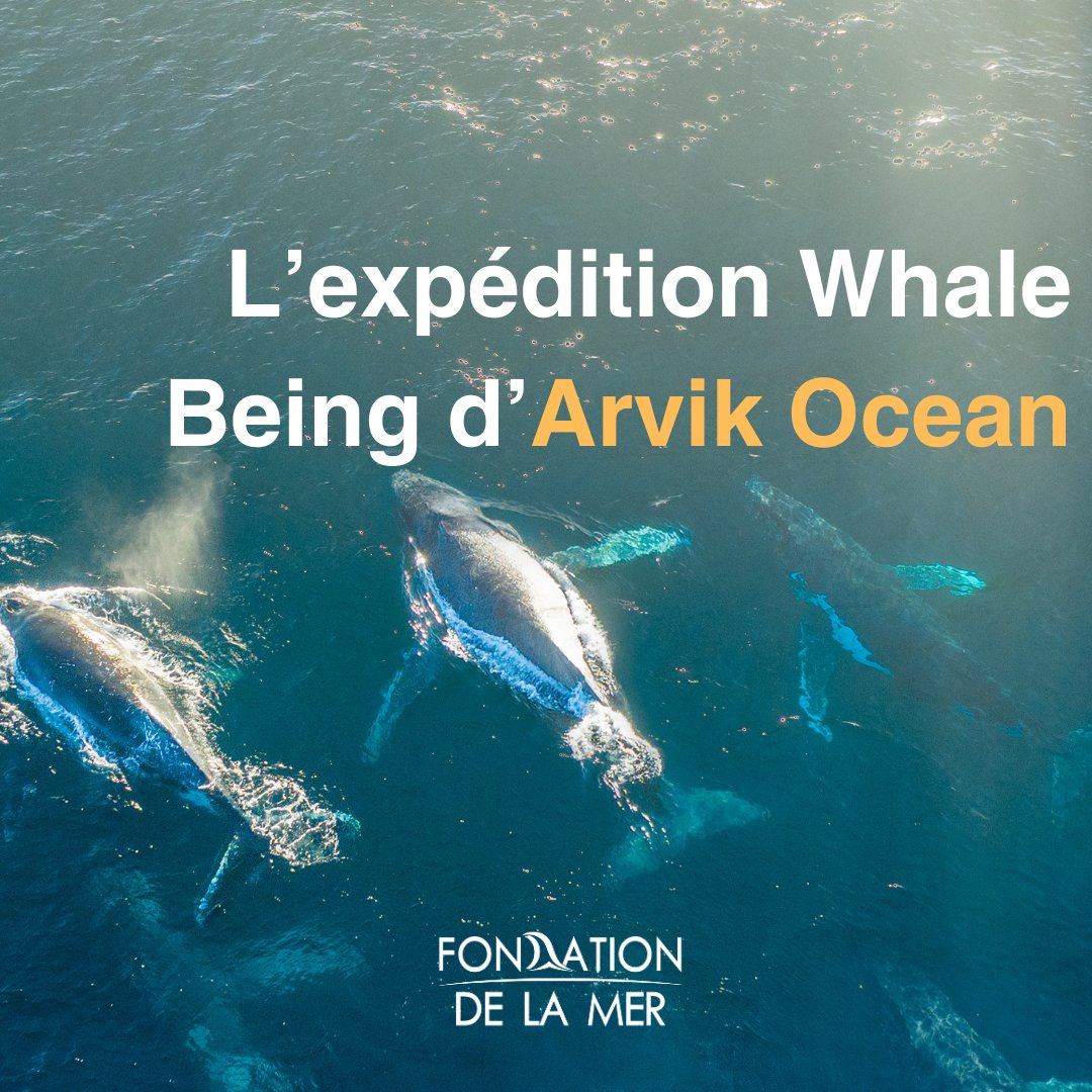 FondationMer's tweet photo. ❓Saviez-vous que la @FondationMer soutenait des #expéditions d'observation et de protection de la biodiversité marine via son programme Un Geste Pour La Mer ?
👉 Retrouvez #ARVIK Ocean qui est parti pour une mission de 6 mois : Whale Being.
👉https://t.co/fwXBRFL3ws https://t.co/8fJqoDSWyK