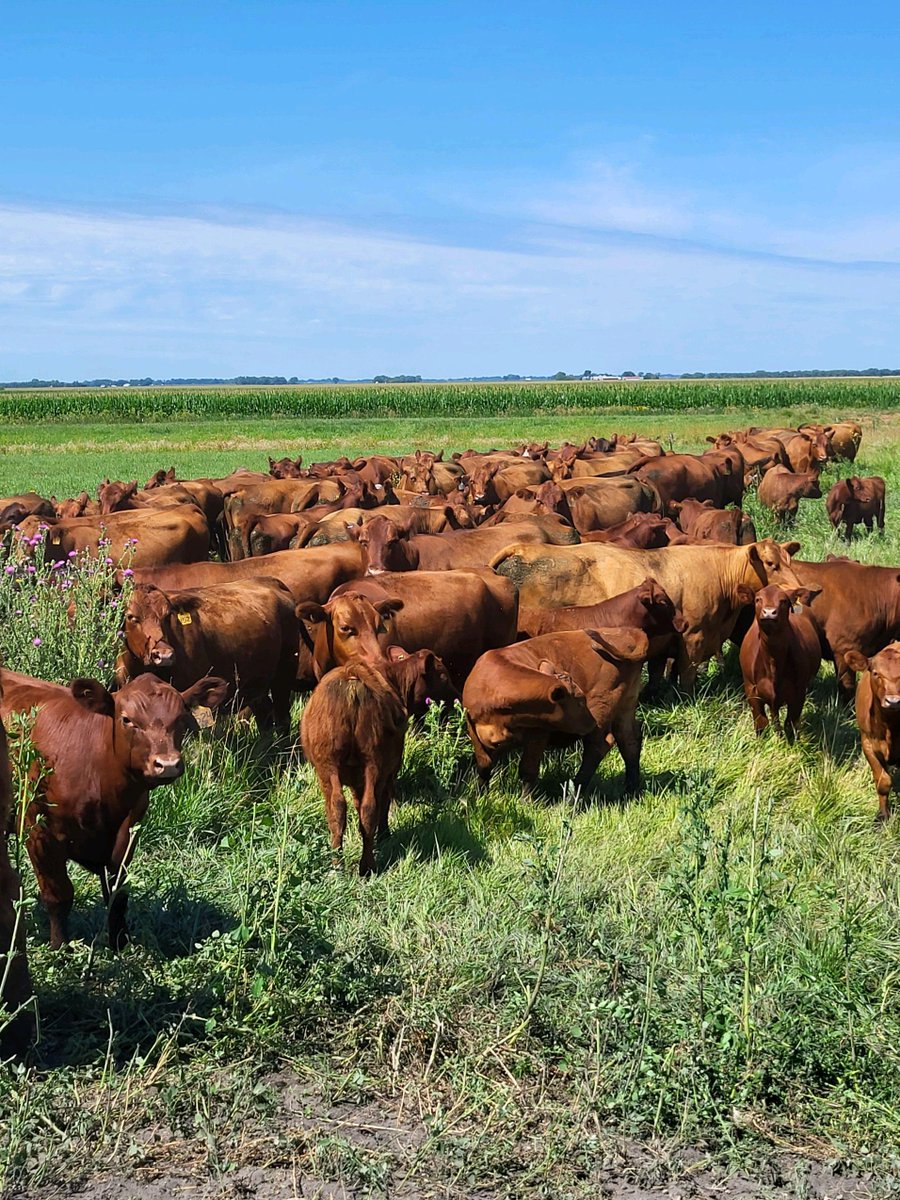 PrairieRedAngus's tweet photo. With generations of expertise under our belt, we've honed the art of breeding robust, efficient, & enduring Red Angus cattle. They're not just cows; they're the heart of an operation. Visit https://t.co/sXWPgnevtM today!
#RedAngus #CattleGenetics #PrairieRedAngus #cattle #bulls https://t.co/dVTmwJDoJc
