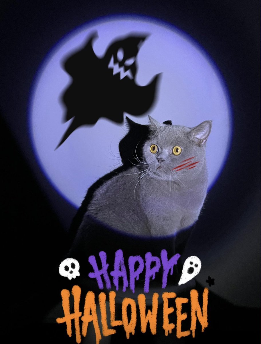 Spread__theLove's tweet photo. 👻🍭 Trick or treat? It's Halloween tomorrow!

Rainy Monday…

#Halloween #Halloween2023 #cats #CatLovers #trickortreat #MondayMorning #MondayVibes https://t.co/6QfA21c2tL