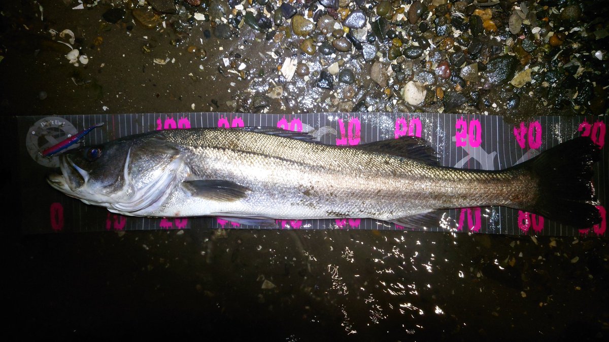 N4oNagashima's tweet photo. 単調な流れ、良くない濁り、ボイルは無くベイトは広がっている。状況は良くない。ルアーを替えてもしっくりこない
だが、こういう日はデカいやつが出る。自分を信じてレンジとコースを刻んだ
久々のランカーは自己記録更新の92cm
#marujin #マルジン
#ノーテン #NOTEN6
#シーバス #ランカーシーバス https://t.co/L3vqInKPS7