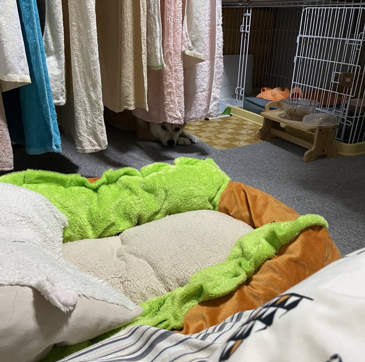 yaha0602run's tweet photo. 洗濯物の下から視線感じる…😱

#柴犬 https://t.co/SfBWQzM9AU