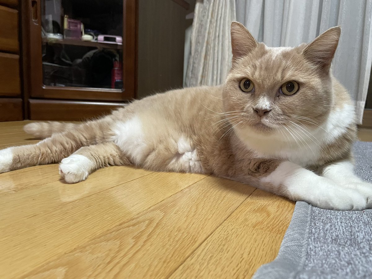 mint_0820's tweet photo. むむむ！な、ミントさん。 https://t.co/bbA7lx7Lkn