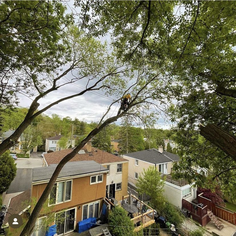 Looking after trees in the #Toronto region has been our privilege for 17 years. Are you a new homeowner in the city? Request a FREE quote and have a walk around your property with one of our BCMA and ISA certified arborists to talk about your tree needs! toarborist.com