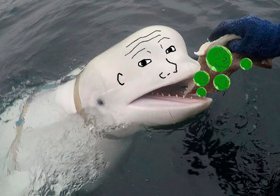 wojakcto's tweet photo. We have the BEST whales and they are hungry for your coins. $WOJAK https://t.co/lKKWWsvXkU