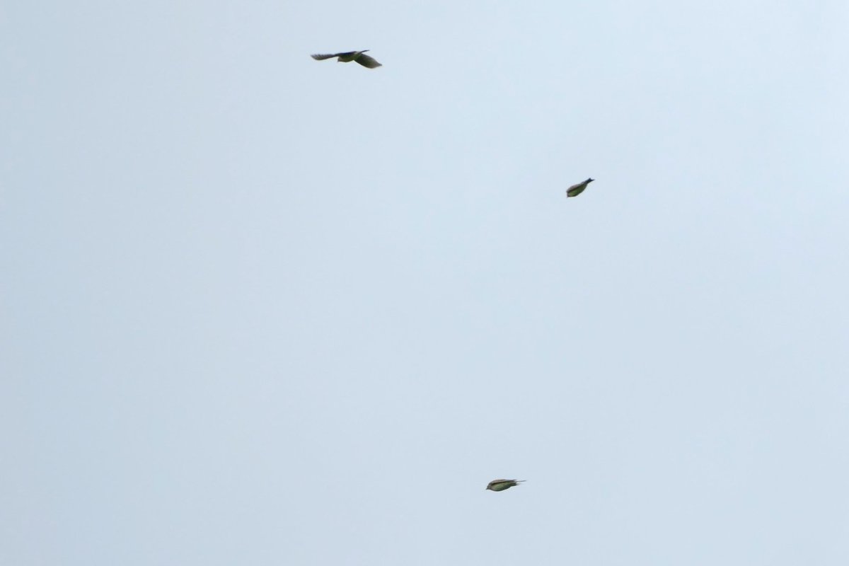 RoeldeGreeff's tweet photo. Vanmorgen wel wat vliegende vogels! Wat is de #vogeltrek toch een heerlijk fenomeen. O.a. vink, veldleeuwerik,  sperwer en buizerd. Maar ook prima aantallen kramsvogel, houtduif, spreeuw en enkele kepen. #vismig @trektellen @waarneming https://t.co/80wx3tLj2N