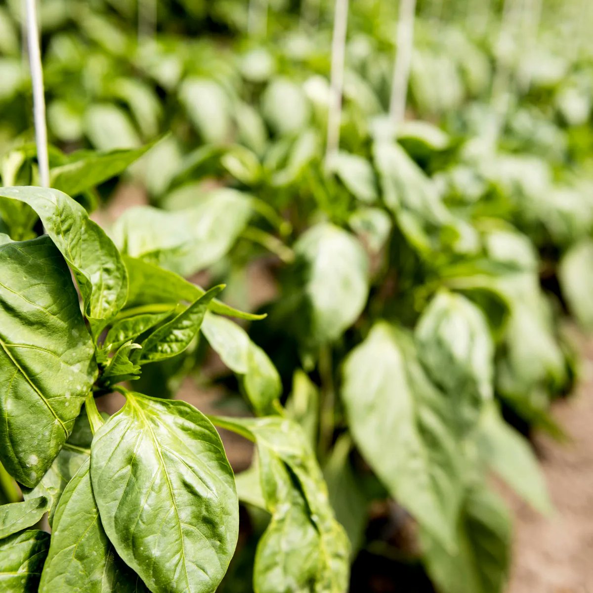 FreshConnectEnt's tweet photo. Say hello to this green goodness!
Fresh Connect's spinach is a testament to good health and taste.
 
If you have ever had a chance to get your spinach from Fresh Connect, you must have experienced firsthand how fresh and healthy our products are.

Send us a DM today to order now. https://t.co/yjqQRVD9c8