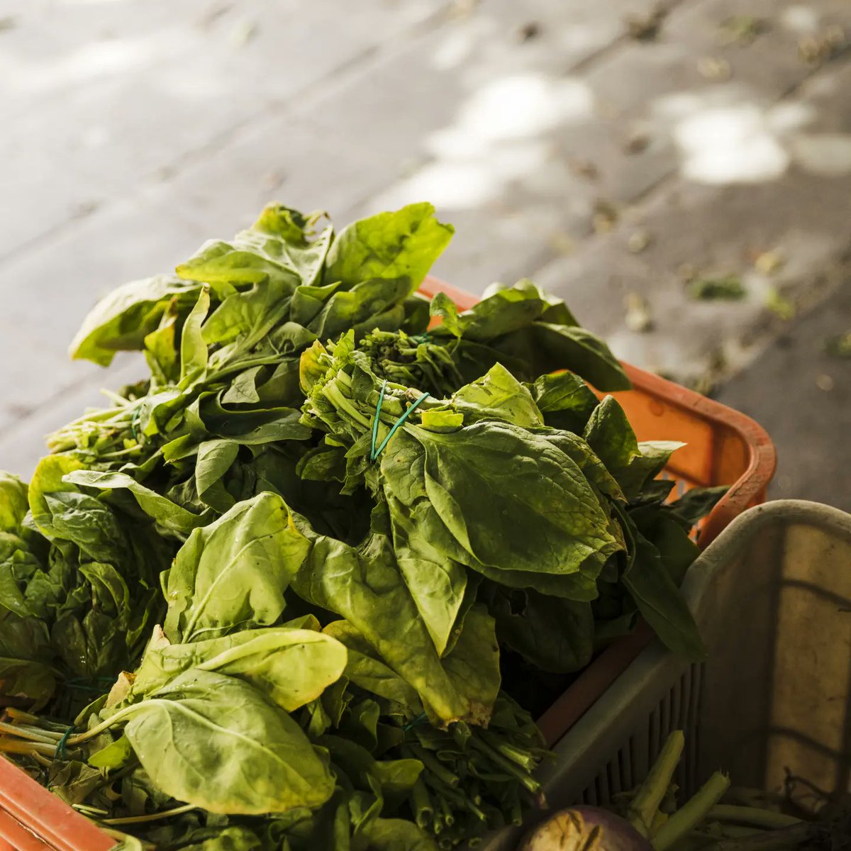 FreshConnectEnt's tweet photo. Say hello to this green goodness!
Fresh Connect's spinach is a testament to good health and taste.
 
If you have ever had a chance to get your spinach from Fresh Connect, you must have experienced firsthand how fresh and healthy our products are.

Send us a DM today to order now. https://t.co/yjqQRVD9c8