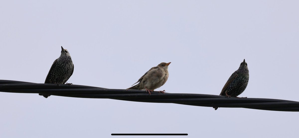 Nice lunch break find with this Rosy Starling in Four Lanes <a href="/CBWPS1/">Cornwall Birds</a>
