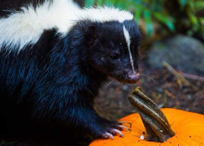 📸: Northwest Trek
📍 Pierce County, Washington, USA