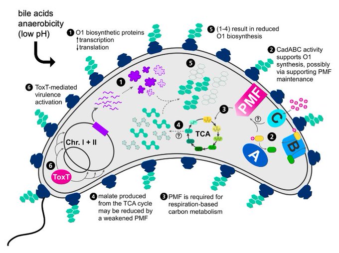 Mechanisms contributing to O1-antigen depletion in response to intestinal stimuli.