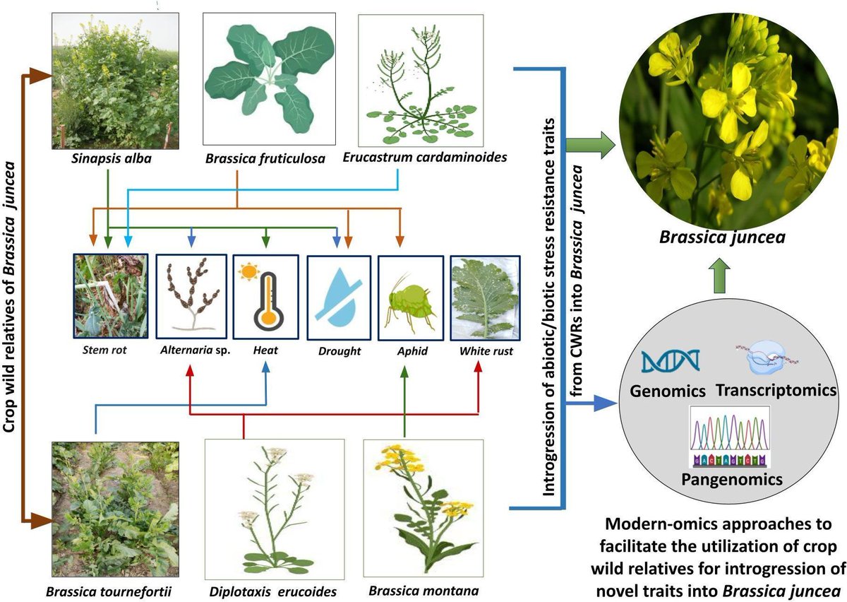 Utilization of crop wild relatives for biotic and abiotic stress management in Indian mustard [Brassica juncea (L.) Czern. &amp; Coss.] 

frontiersin.org/articles/10.33… 
#plantsci ♻️