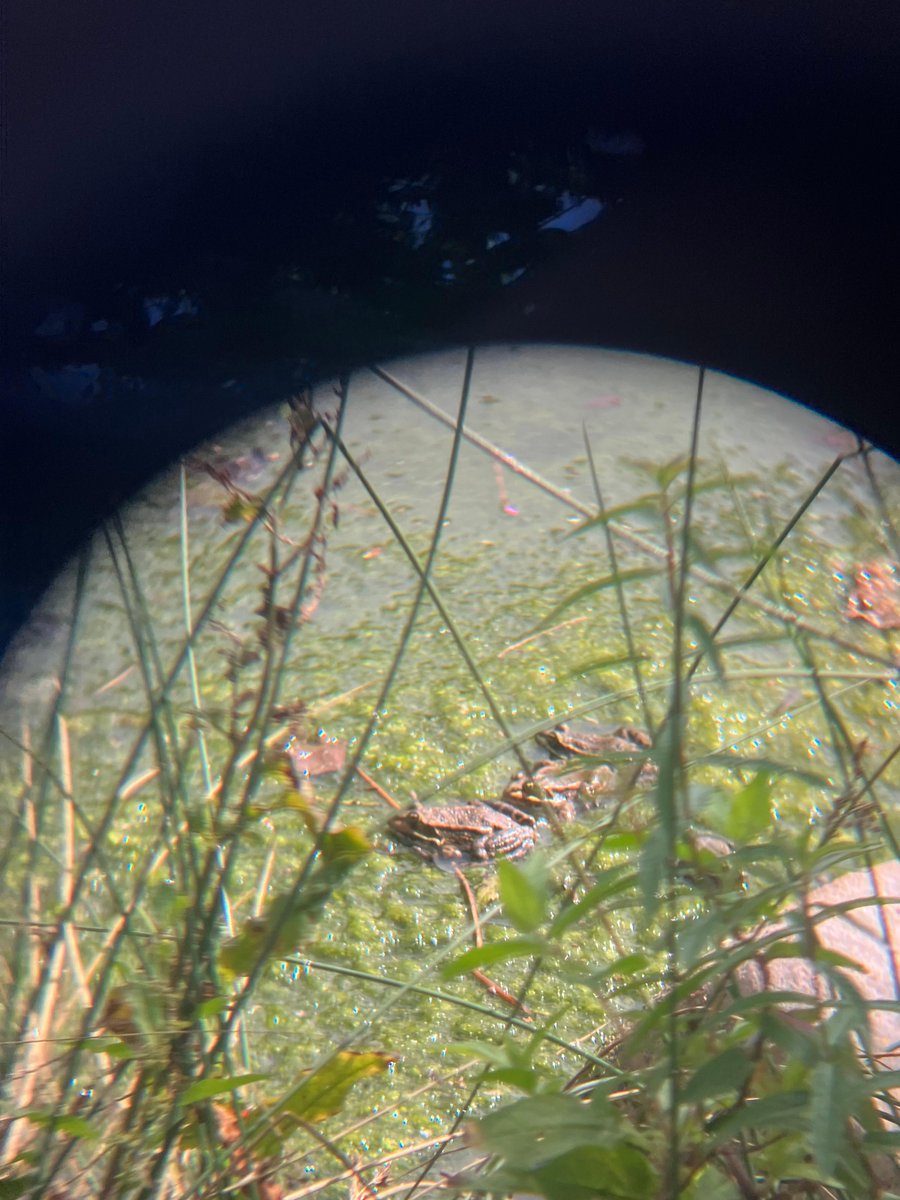 froglifers's tweet photo. Have you ever spotted a #MarshFrog? 

They are non-native to the UK and can cause real problems for our native common #frogs and #newts by preying on them and passing on diseases. 

These marsh frogs were spotted basking in the sunshine at WWT’s Wetland Centre in Barnes, London. https://t.co/r50z9AkZNF