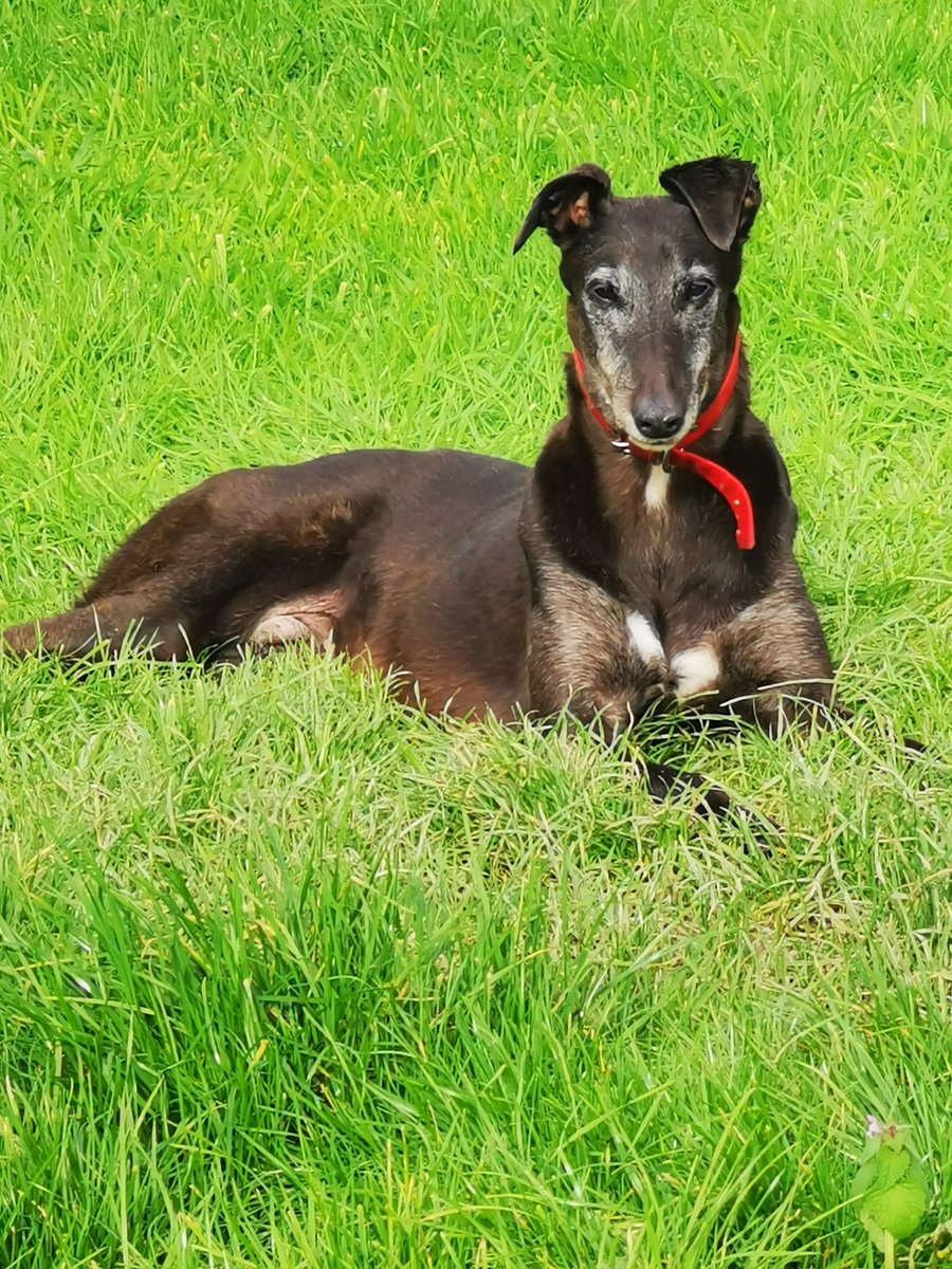 Rosie 14 Years old on 9th November

#ourgreyhoundsourlives
#BehindTheTrack
#thisrunsdeep