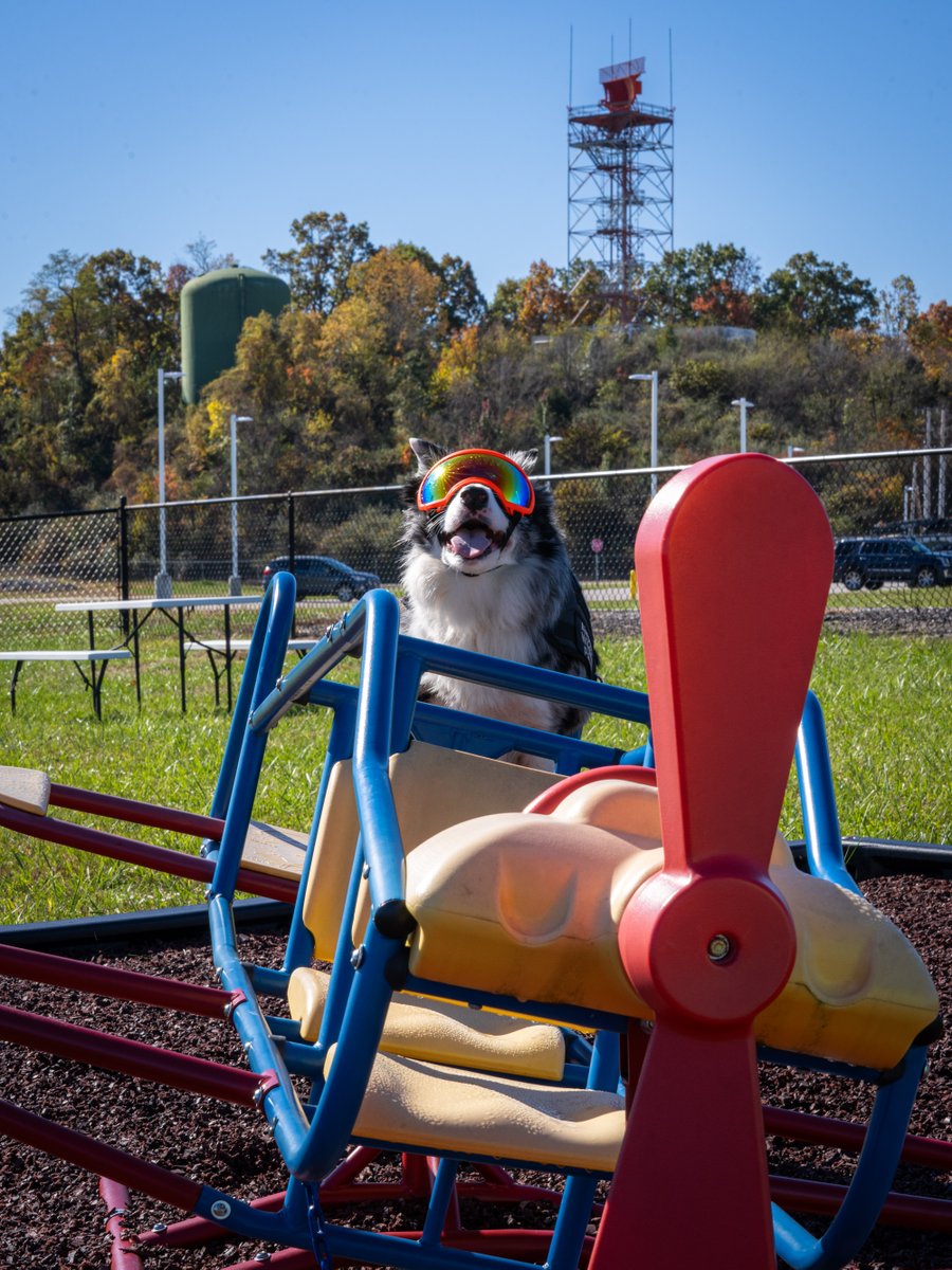 Banking left! Hercules is looking cooler than ever in his definitely-real prop plane. 😎
Make sure to visit our playground while the weather is nice! 🌤️🍂
#airportdog #workingdogs #aviationphography