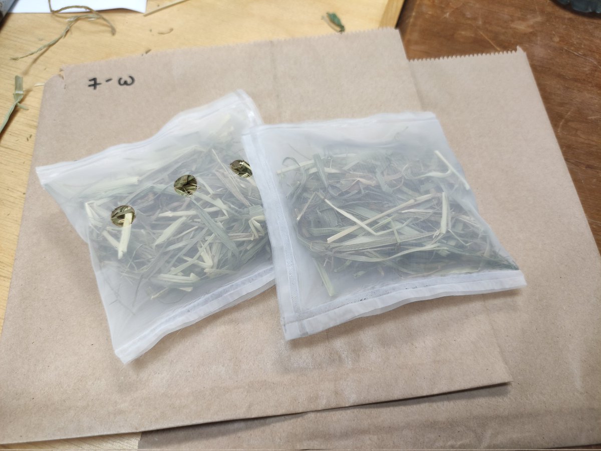 bethkevans's tweet photo. 960 litter bags weighed, sealed, and ready for the field! 🌿 

Undergraduate or master's students in London, Cambridge, Nottingham, or Suffolk looking to gain some valuable fieldwork experience, I could use some help burying these.
 
Contact beth.evans@nhm.ac.uk for more info 🌳 https://t.co/qjM8lyJR00